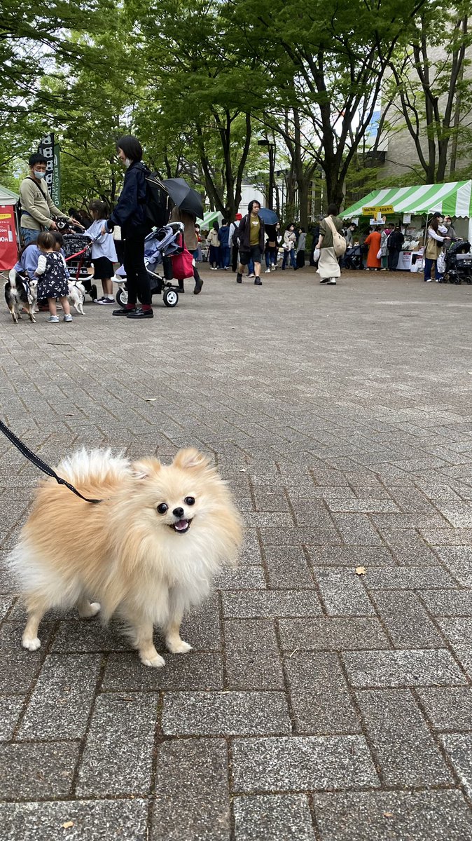 moana_pome's tweet photo. 代々木公園わんわんカーニバルに行ってましたが、雨が降ってきたのでカフェに避難中☔️

同じように避難してきた🐶ちゃんたちであふれてます☕️😆

#ポメラニアン #pomeranian #もふもふ #犬のいる暮らし https://t.co/XplEnflJP0