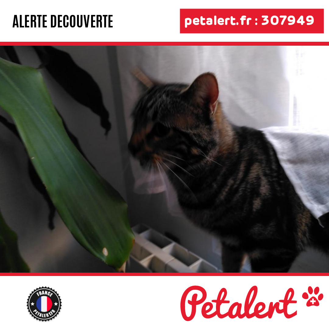 petalert_france's tweet photo. Trouvé #Chat #Paris #Paris #Petalert #PetAlert75 / https://t.co/i9TECTgFc8 https://t.co/lPIInQmAok