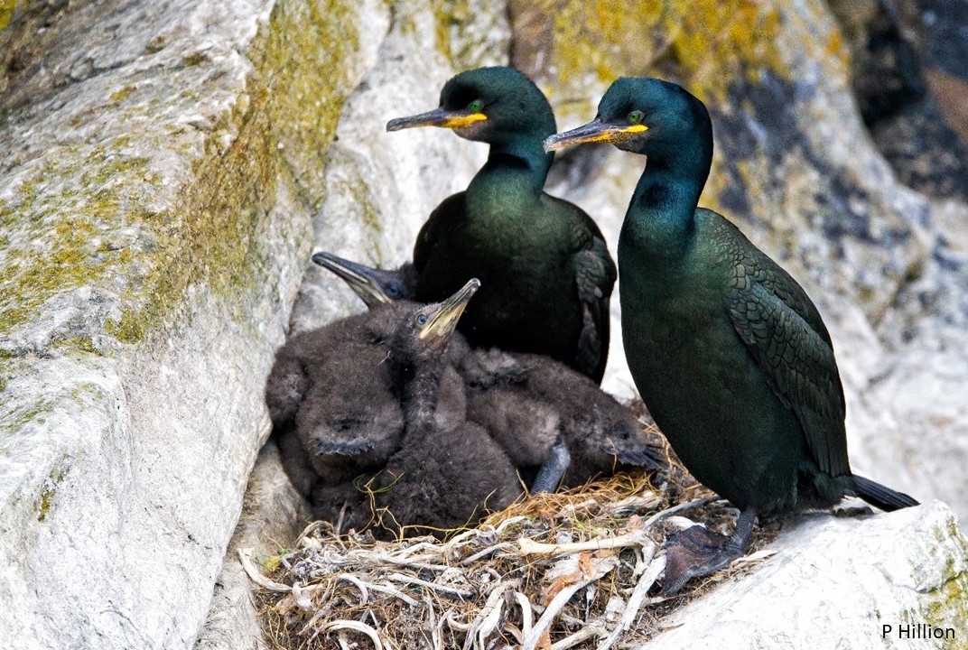 Seabird Watch tweet media