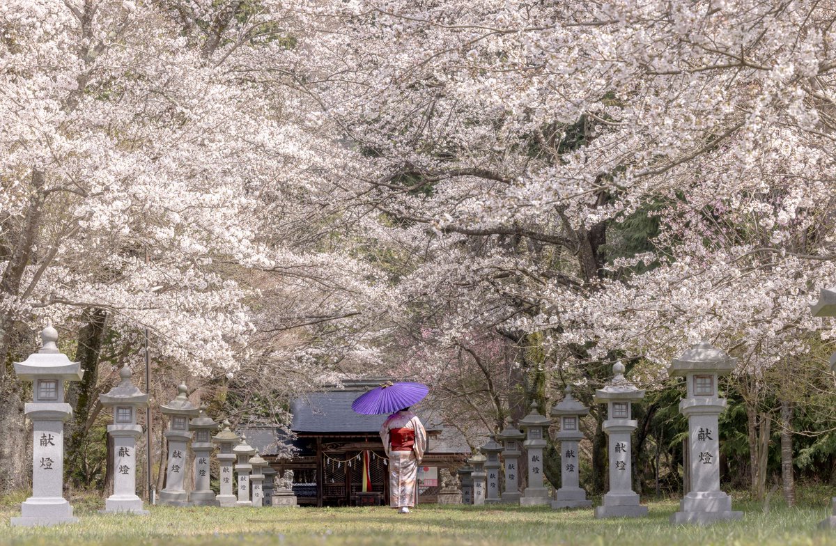 桜満開
桜が咲き誇る参道を神社本殿へ向かう。
2023.4
#東京カメラ部 #tokyocameraclub #桜
#CHERYLBLOSSOM #滋賀県 #長浜市