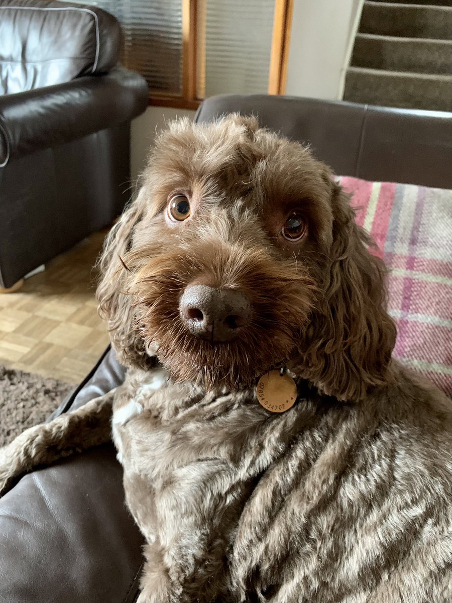 Quite often the dog comes and sits next to me on the sofa and we have a little heart to heart.
