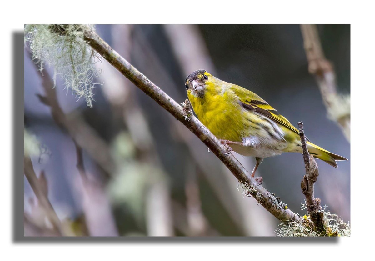 Buteographygirl tweet media