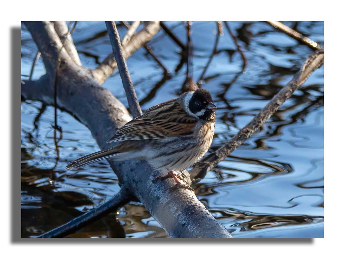 Buteographygirl tweet media