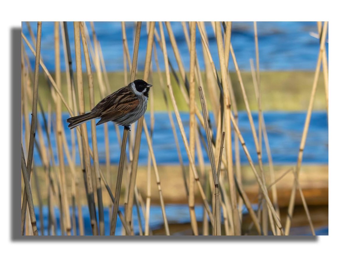 Just a few little birds from my walks around Bute #bute #isleofbute #birds #birdphotography #healingpowerofnature #reedbunting #siskin #chaffinch