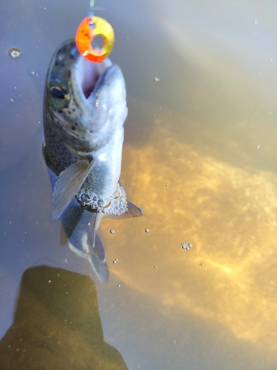 みそ@脱走兵 tweet media