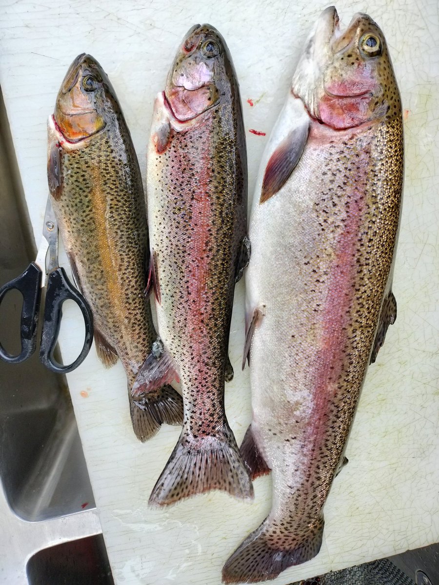 みそ@脱走兵 tweet media