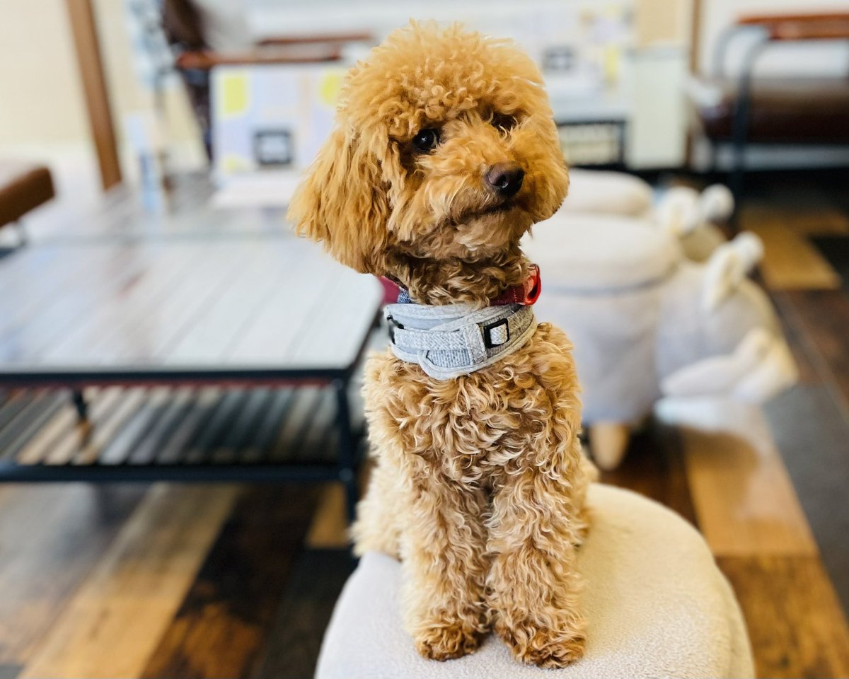 LinkCore2291's tweet image. 愛犬と行けるご飯屋さん、良かった‼︎
#kirschbaum   #フォロバ100 #いいね