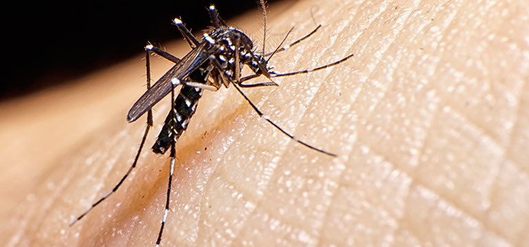 Aedes. una máquina biológica perfecta que coloca huevos que pueden permanecer viables hasta más de un año. 
No todos eclosionan cuando contactan el nivel del agua. 
Lo hacen de manera escalonada. 
Ahora/Otoño, Aedes ovipone para que los huevos pasen el invierno e inicio primavera