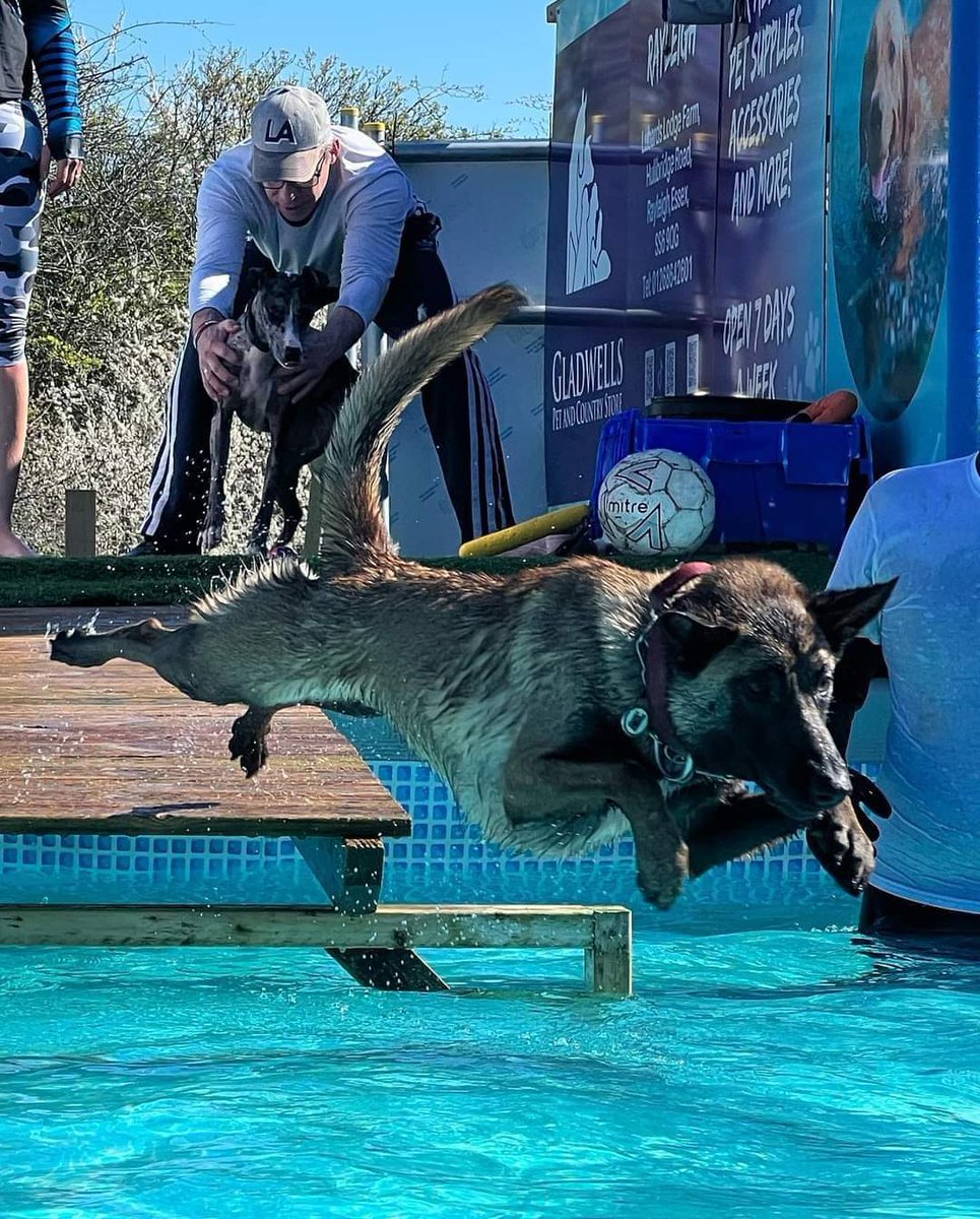 gsrescueelite's tweet image. Check out these amazing pictures of 2yr old Wilson 😍 He is in #Foster in #Sussex and loves Swimming, Agility and Cani-X 

#dogs #GermanShepherd #Malinois #Saturday #SaturdayMorning