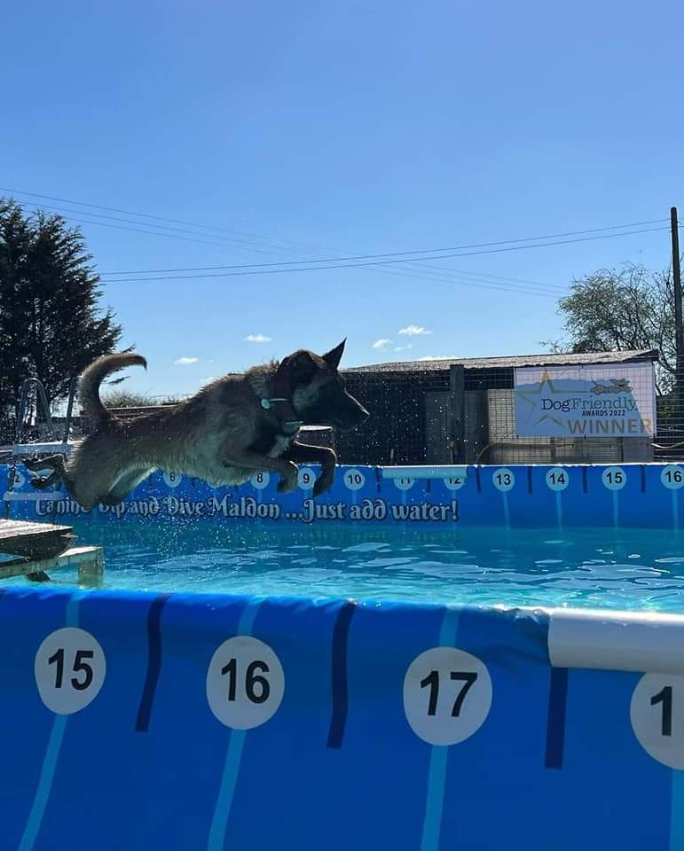 gsrescueelite's tweet image. Check out these amazing pictures of 2yr old Wilson 😍 He is in #Foster in #Sussex and loves Swimming, Agility and Cani-X 

#dogs #GermanShepherd #Malinois #Saturday #SaturdayMorning