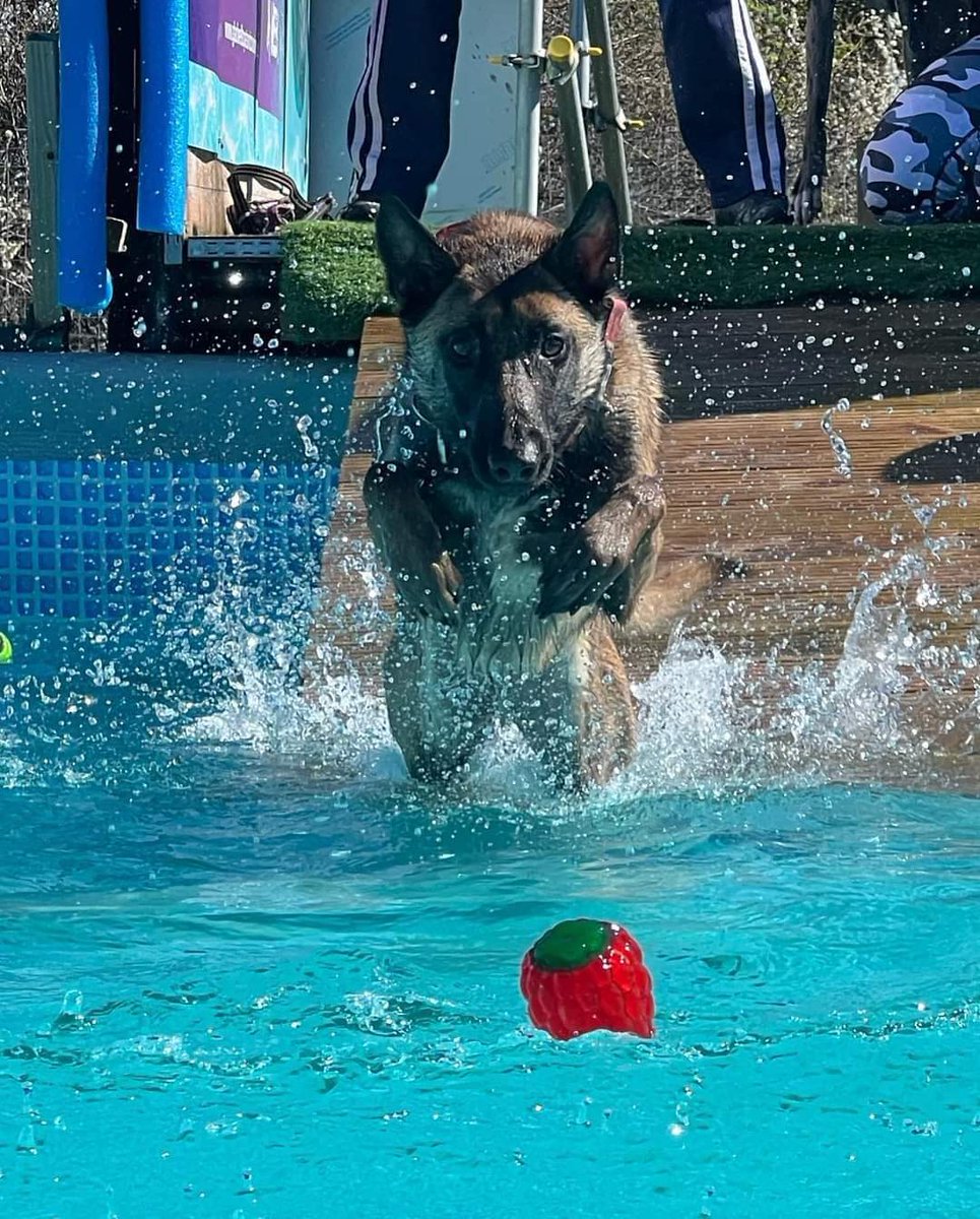 gsrescueelite's tweet image. Check out these amazing pictures of 2yr old Wilson 😍 He is in #Foster in #Sussex and loves Swimming, Agility and Cani-X 

#dogs #GermanShepherd #Malinois #Saturday #SaturdayMorning