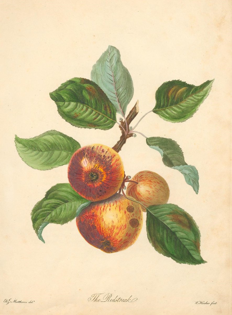 BornFreePress's tweet photo. Issue 40 of the newsletter is out now💌

In it I interview @theciderologist about the forgotten success &amp; status of English cider in the 17thC.

Did you know English cidermakers beat French winemakers to the 'champagne' fizz?!

https://t.co/Gc85hmTwfq

#Cider #History #Champagne https://t.co/peivJSfllu