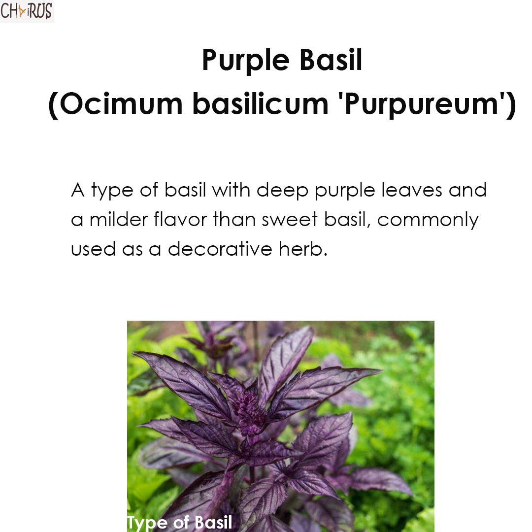 tweChairus's tweet photo. Purple Basil, A decorative herb!!
#purplebasil #freshbasil
#basillicious
#basilobsessed
#basilicata
#basilplant
#basilpesto
#basilrecipes
#basilgarden
#basilseason https://t.co/YfWw0lxG8E