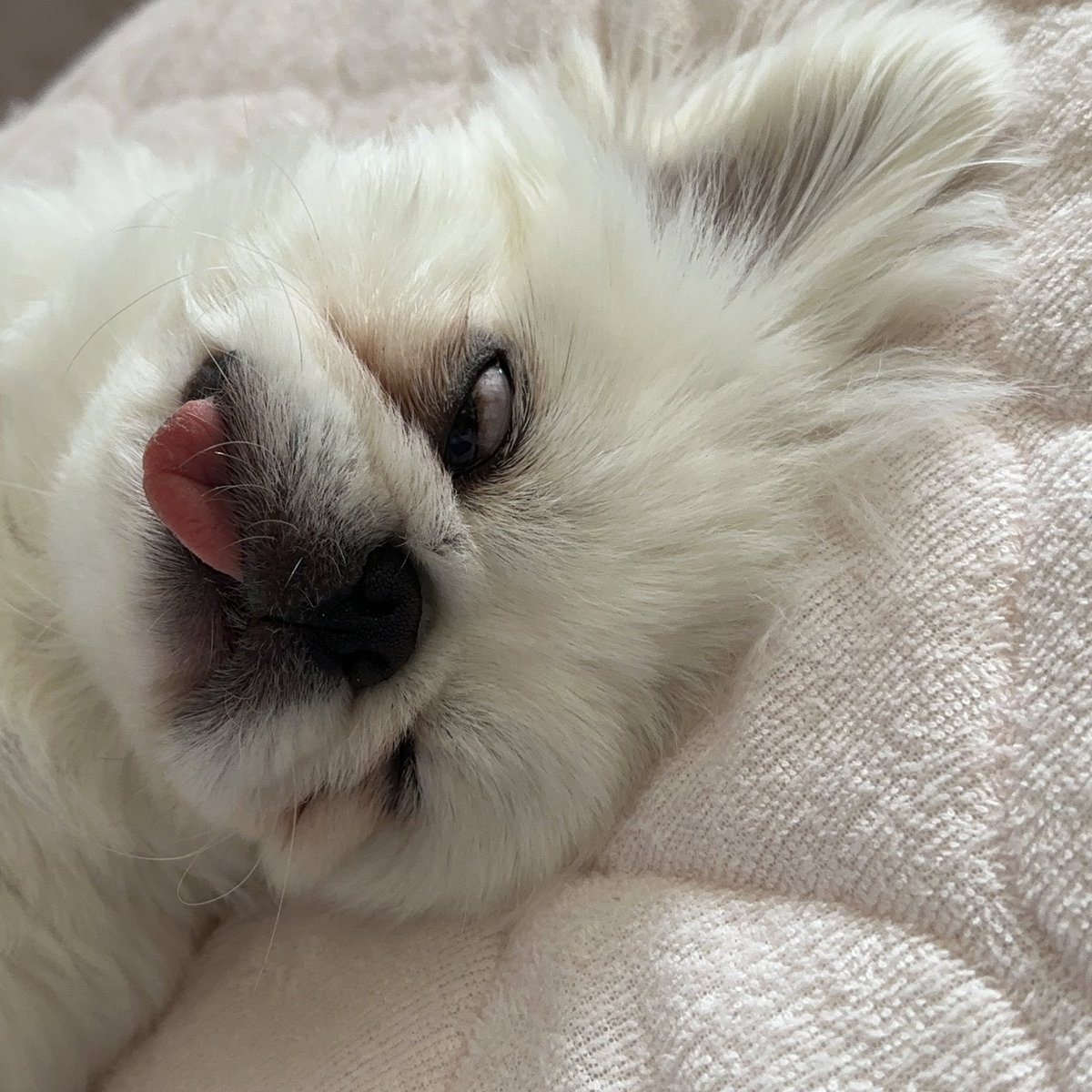 coppechipi's tweet photo. すぎょい寝顔！！

#鼻ぺちゃ 
#ちぴ  #1歳　#可愛い #多頭飼い #多頭飼い初心者 #페키니스 #퍼그 
#MIX #犬 #犬のいる暮らし #ペキ　#いぬ #dog #愛犬　#pet #ペット　#犬好きな人と繋がりたい 
#ペットのいる生活  #癒しわんこ #ペキニーズ　 #pekinese #ミックス犬 https://t.co/uCTnqjIFlp