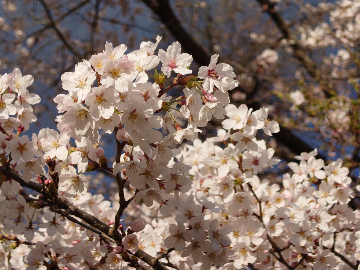 今年の桜
去年と同じ場所で