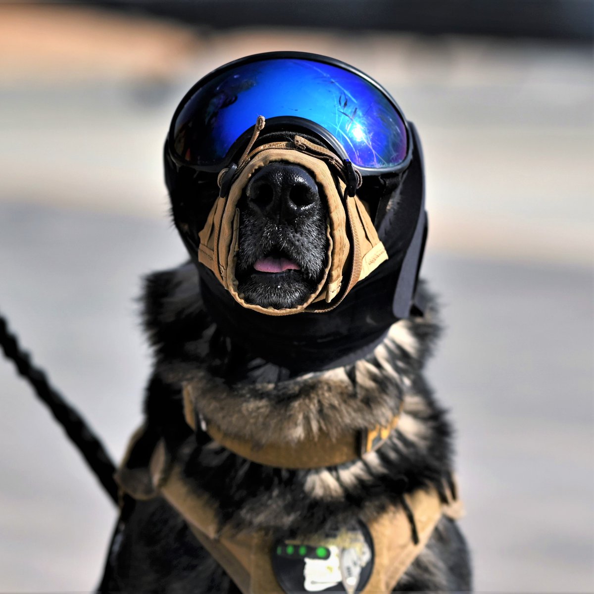 USAFCENT's tweet image. Which do you think gets more likes: AFCENT dogs or AFCENT planes?

#MilitaryWorkingDog Polo, his handler, and an #HH60 #PaveHawk complete helicopter acclimation training at an undisclosed location in the @CENTCOM AOR

What a good boy

@332RedTails 
#ValueEveryone #DogsOfTwitter