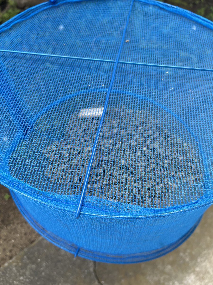 kirakirarisu's tweet photo. 明日の焙煎に向けてコーヒーの準備なのでス🐿💦
サラダスピナーを使って豆の水分を取る方法をお試し中なのでス🌀🐿
☕️SpLen coffee roaster☕️
https://t.co/kiR3V7a338
#splencoffee
#自家焙煎コーヒー
#コーヒー好きな人と繋がりたい https://t.co/zsBPxG1Ujc