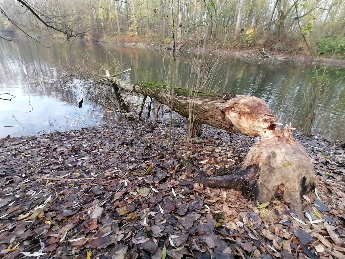 Willkommen zurück im Rhein-Sieg-Kreis, Meister Bockert....#Castor fiber. #Worldbeaverday