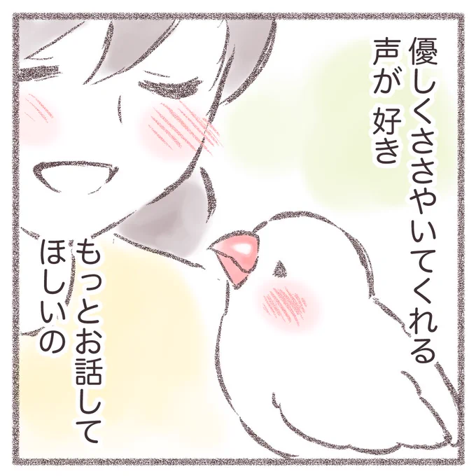 かいぬしの声を聞くと安心するの✨

#文鳥 #javasparrow 