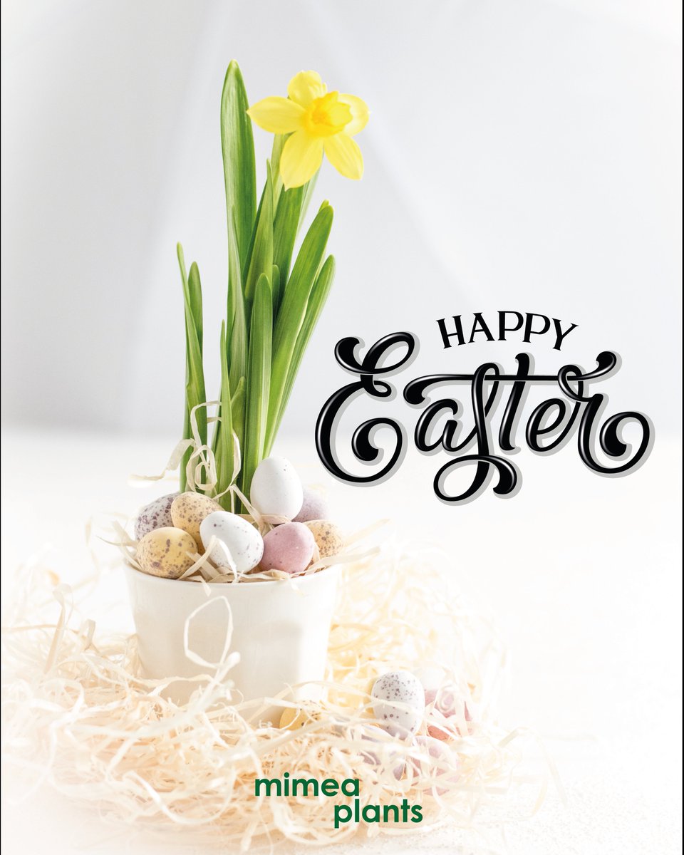 mimeaplants's tweet photo. Wishing a blessed and memorable Easter to our customers. May you celebrate this day with your loved ones over feasts and laughter🐣🐇 #easter #happyeaster #easterbunny #eastereggs #easterbasket https://t.co/nkt4TiNIXh