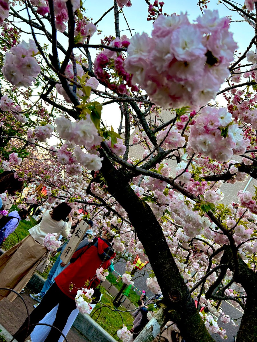 katori_online's tweet image. 敷地内の桜も堪能して参りました🌸

花より団子の自分ですが
やっぱり花を愛でるは心が安らぎますね
( ◜ᴗ◝)🍡

#JapanMint