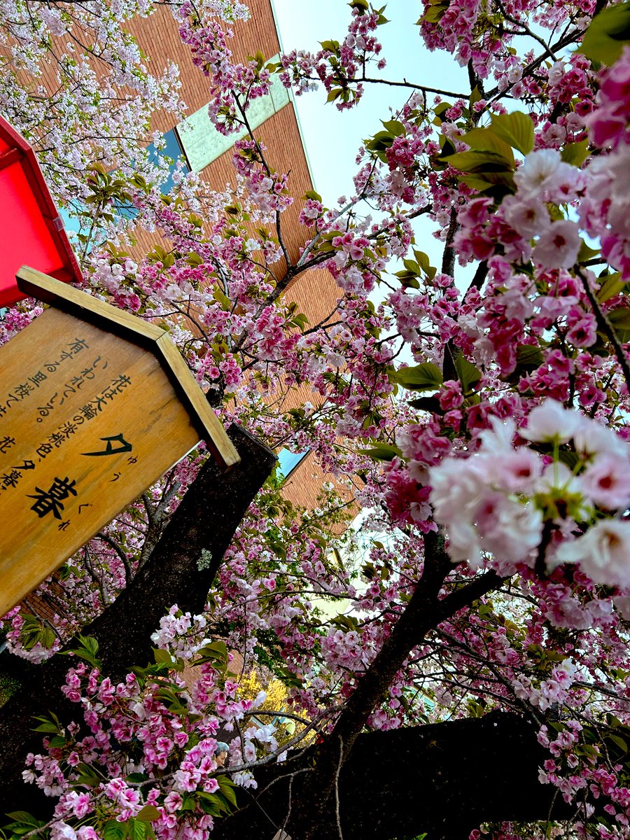 katori_online's tweet image. 敷地内の桜も堪能して参りました🌸

花より団子の自分ですが
やっぱり花を愛でるは心が安らぎますね
( ◜ᴗ◝)🍡

#JapanMint