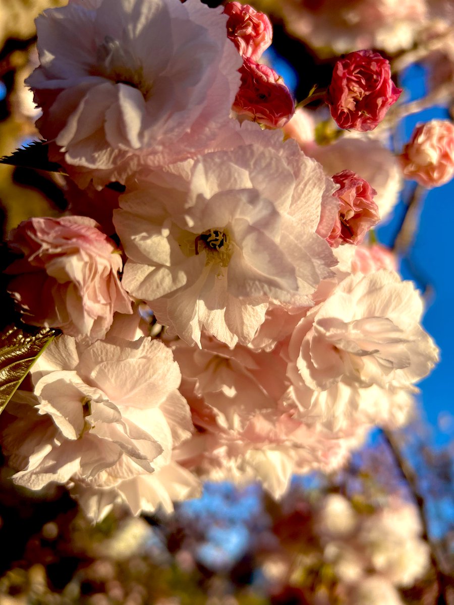 katori_online's tweet image. 敷地内の桜も堪能して参りました🌸

花より団子の自分ですが
やっぱり花を愛でるは心が安らぎますね
( ◜ᴗ◝)🍡

#JapanMint