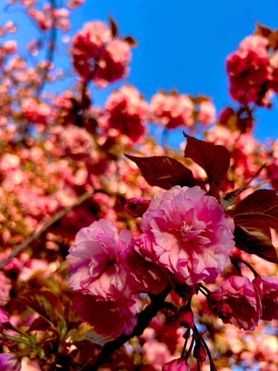 katori_online's tweet image. 敷地内の桜も堪能して参りました🌸

花より団子の自分ですが
やっぱり花を愛でるは心が安らぎますね
( ◜ᴗ◝)🍡

#JapanMint