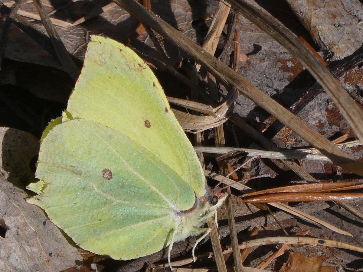 The snow & ice have just disappeared in #Helsinki and already the 1st #butterflies are out. 
Here a brimstone not very well disguised among the old leaves just released from the snow. https://t.co/SegfTGex3j