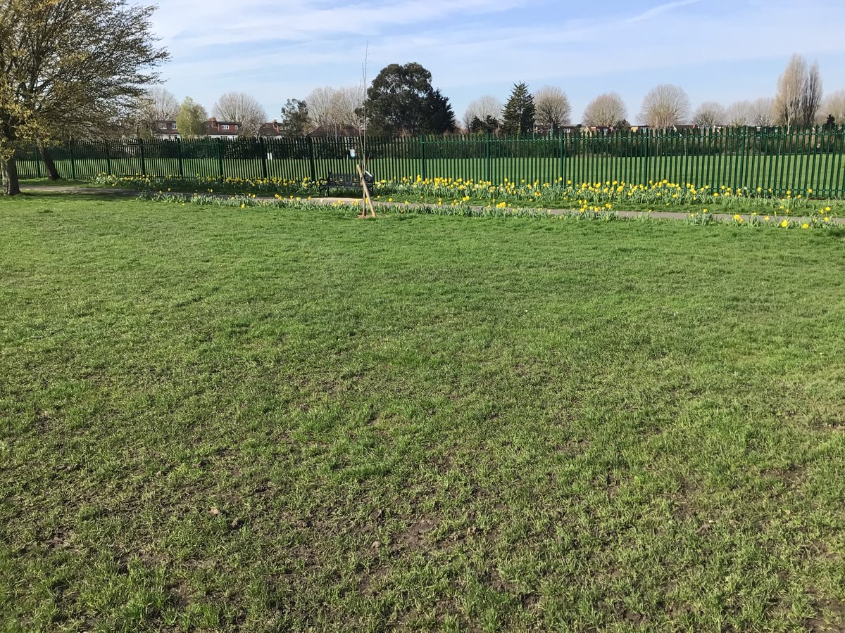 WERAMerton's tweet photo. Some of the bulbs planted in Abbey Recreation Ground last December are now in flower , making it a more attractive and cheerful greenspace this Spring . https://t.co/57NhVJ8O3k