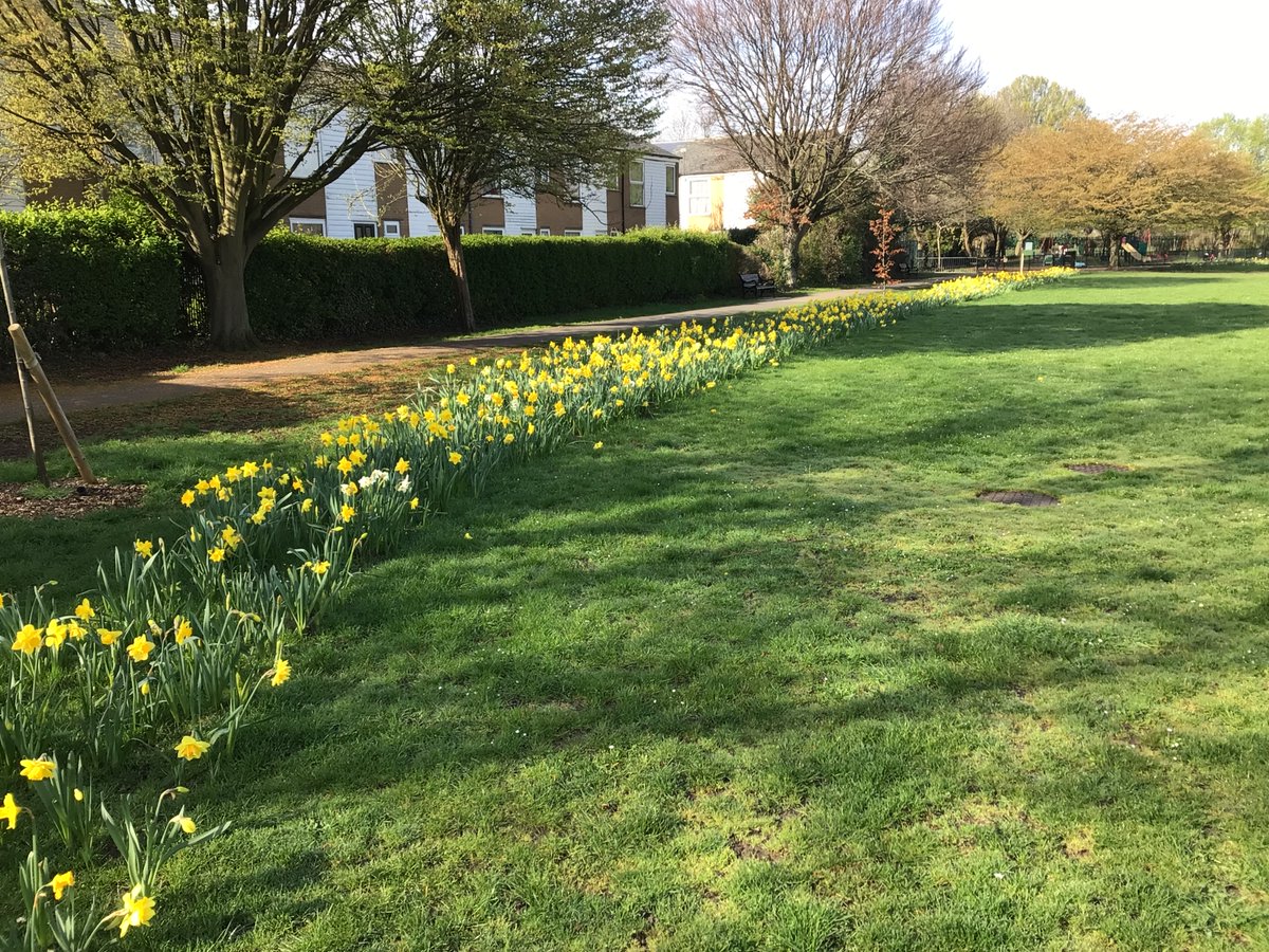 WERAMerton's tweet photo. Some of the bulbs planted in Abbey Recreation Ground last December are now in flower , making it a more attractive and cheerful greenspace this Spring . https://t.co/57NhVJ8O3k