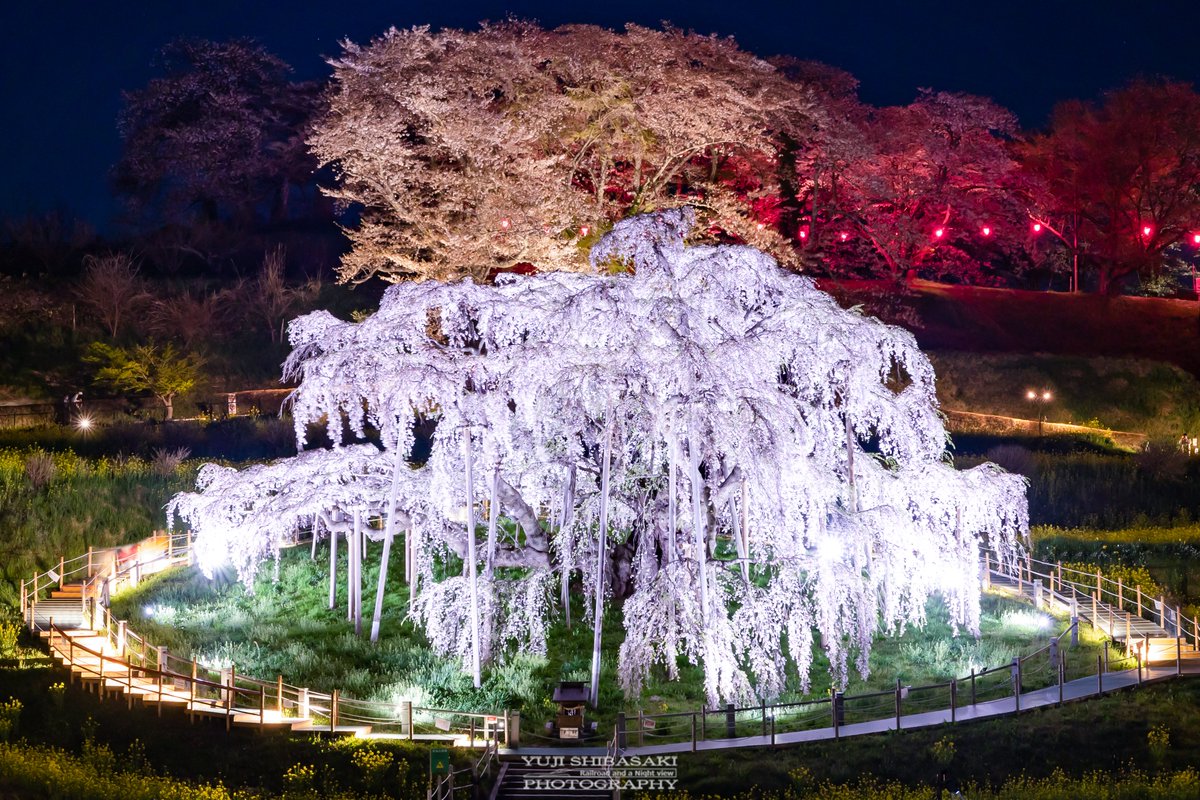Unseen Japan On Twitter The Miharu Takizakura waterfall Cherry unseen-japan-on-twitter-the-miharu-takizakura-waterfall-cherry