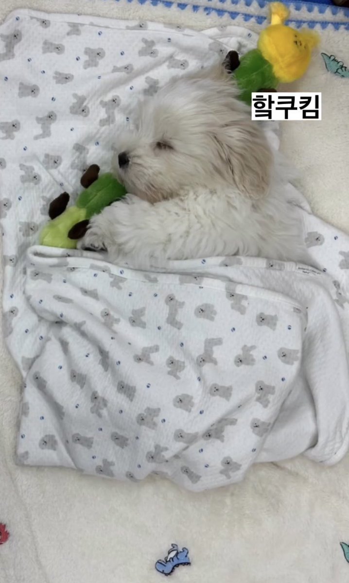 누가 핰쿠야 누가 히진니야