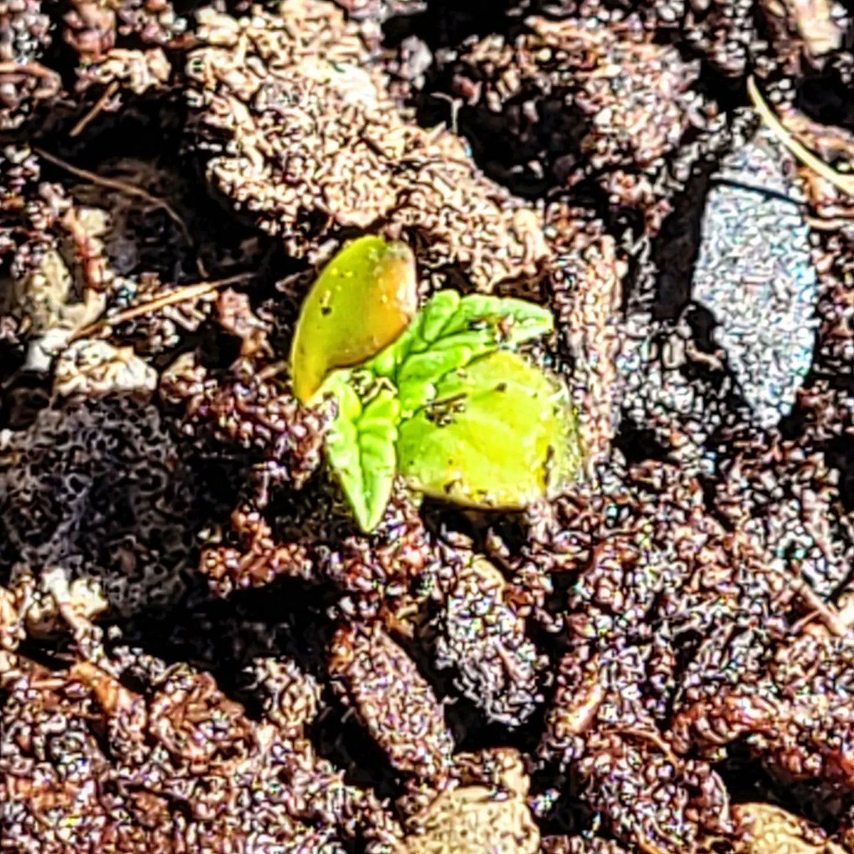 RaulSantos1981's tweet photo. #BuenosDiasATodos 🔅🔆
Sticky Orange XXL @SensiSeeds
Maceta 6.5L Sustrato #HeavyMix by #TopCrop 🧑🌾
#CannabisCommunity #8Abril https://t.co/22go9Xbigk