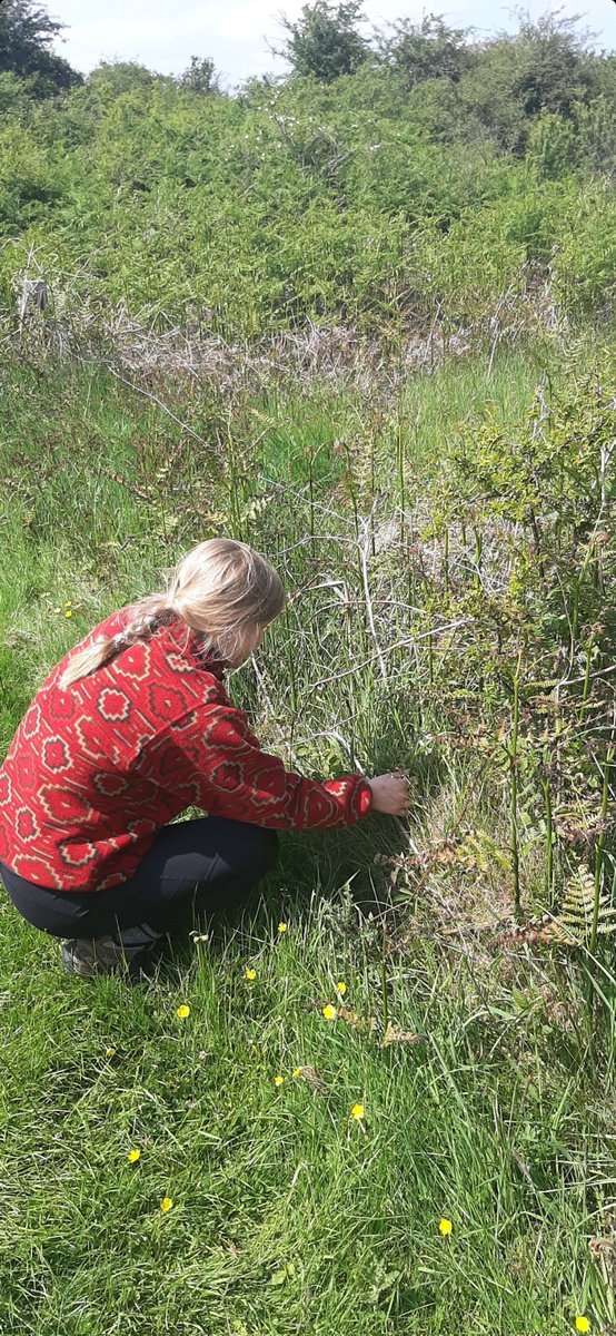Neil_Campbell97's tweet photo. Access to the diverse #flora of the #Burren allowed us to carry out this work! Mary @BurrenSanctuary facillitated this by allowing us access to her facilities in Kinvara which was greatly appreciated! https://t.co/GXiuNSVTJX