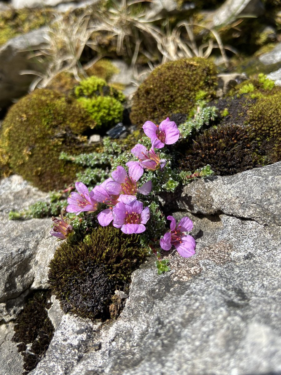 bainhowe's tweet photo. A few twinges today following yesterday’s hike up Pen-y-Ghent for Purple Saxifrage…stunning display!
@Chrisbainltd @SBain07 @wildflower_hour @BSBIbotany https://t.co/ETi40ohkRE