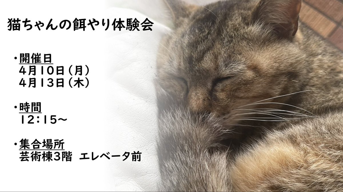 hcucats's tweet photo. 猫ちゃんの餌やり体験会を行います🎉

参加希望の方はDMお待ちしています🫶🏻
当日に、連絡無しで飛び入り参加も可能です！

開催日:4/10（月）、13（木）
集合時間:12:15

猫の会や大学のことについて気になっていることなどがあれば聞いてください！

#広島市立大学 
#猫の会
#いちだい猫の会 https://t.co/e1ii6Vd2Mc