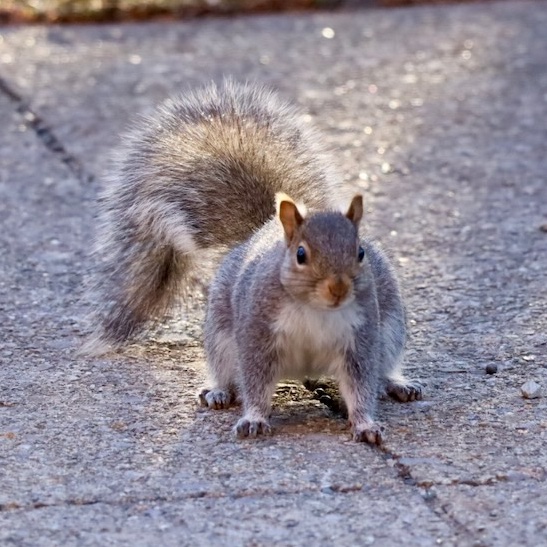 It's going to be a great #Sciuridae for nut gathering!

On #Sciuridae, remember that you cannot file your #squirreltax jointly. Everyone owes us nuts.

Every day is #Sciuridae!

#fightlikeasquirrel #SquirrelStrong 🐿️💪#SaveGreySquirrelUK #SquirrelScrolling #squirrel #Eichhörnchen