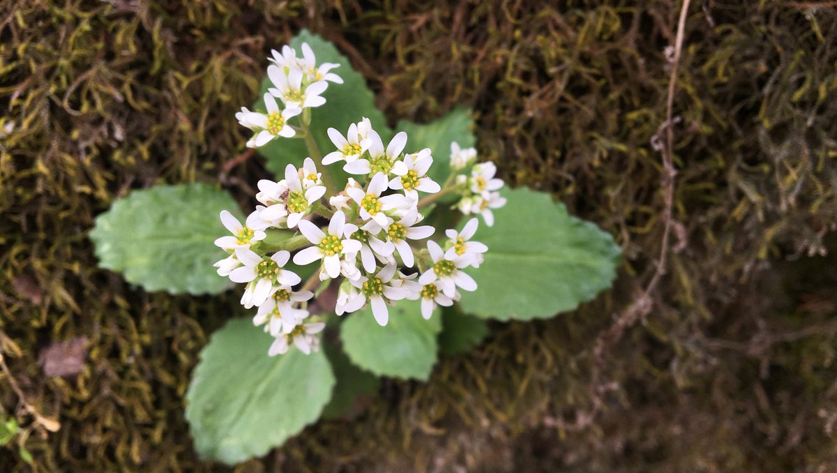 shakervillageky's tweet photo. Spring is springing! See it in bloom during a guided walk along the Kentucky River Palisades to view spring ephemeral wildflowers.

Grab tickets for Sat, April 22: https://t.co/hLevN8Q5P3

#ShakerVillageKY #spring #springflowers #springblooms #wildflowers #KentuckyRiver #KYRiver https://t.co/tHzFCgE285