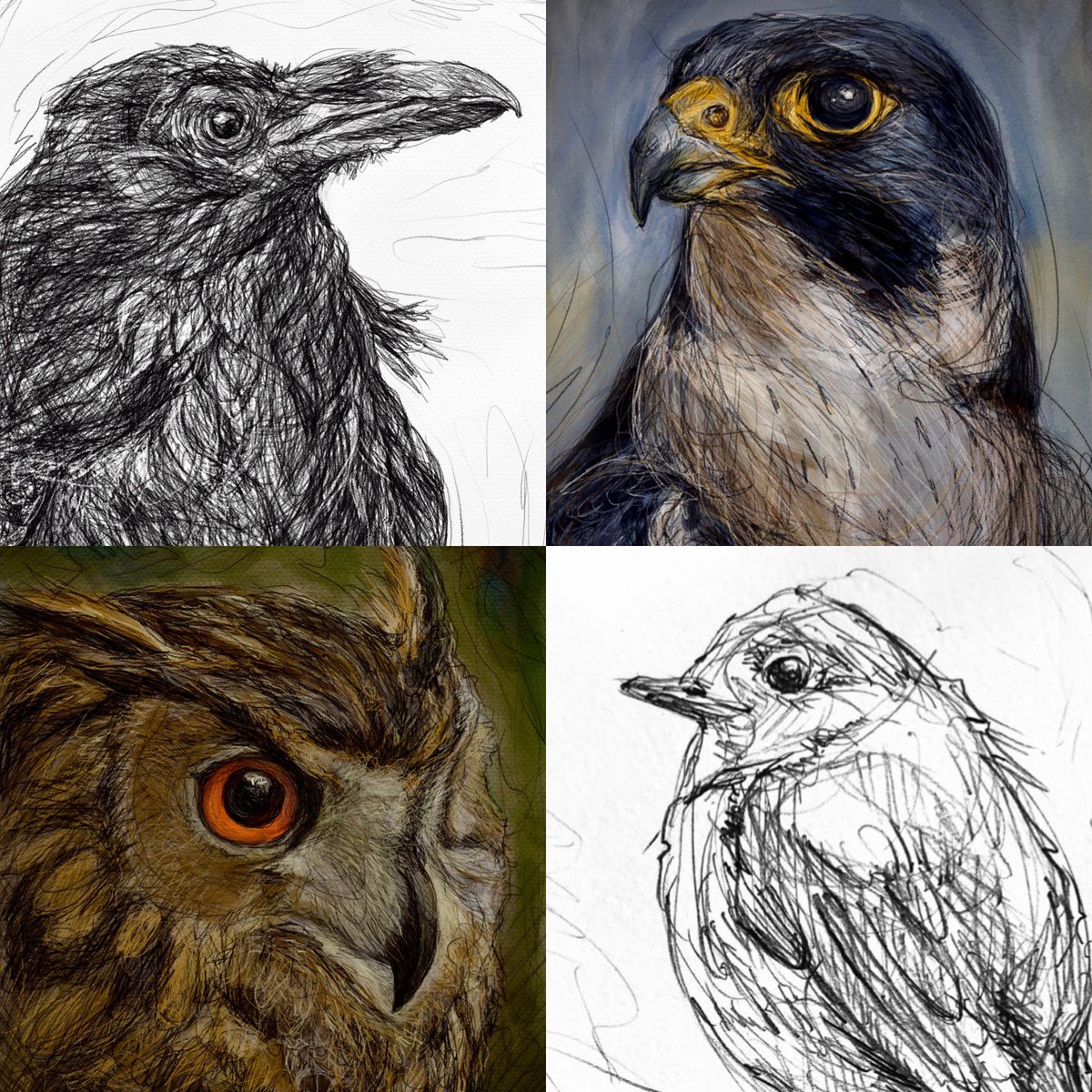 It’s #DrawAPictureOfABirdDay!🪶#birdart #bird #raven #peregrinefalcon #oohoo #robin
