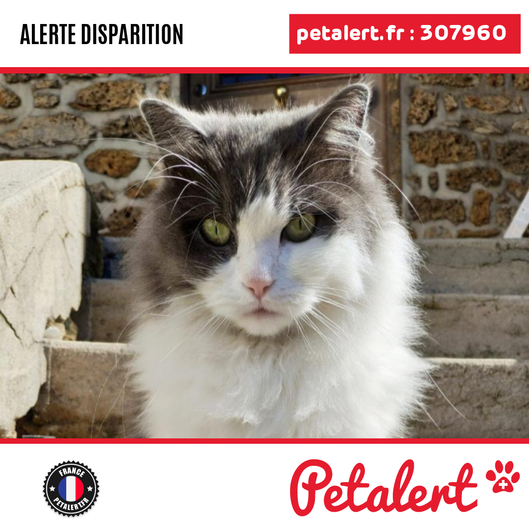 Disparu #Chat #SeineSaintDenis #LeRaincy #Petalert  #PetAlert93 / p3t.co/PLnPS