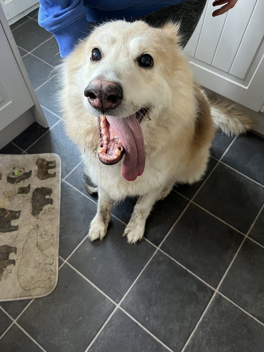 RaisingTh3Game's tweet photo. Birthday dog bonus tweet! 

(We’re live raising money for cancer research, come hang out https://t.co/yY3TBrI6nQ ) https://t.co/zZVWiDENth