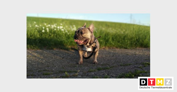 #Suchmeldungen #Rüde #entlaufen #Mops 08.04.2023 - Rüde Rich entlaufen in 78647 Trossingen tiermeldezentrale.de/ruede-rich-ent…