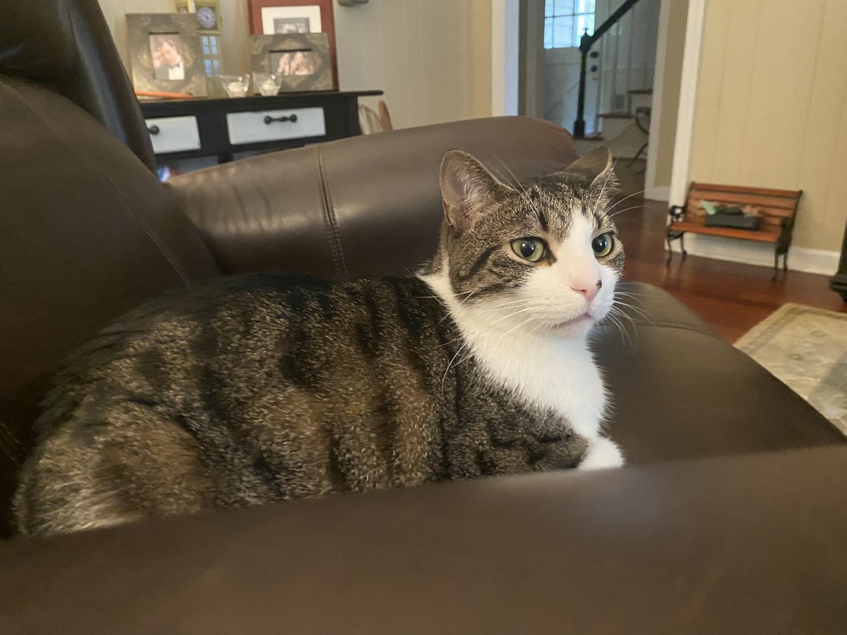 msyvone22's tweet photo. @thechrisbarron Happy #Caturday from Flynn! https://t.co/uwA9LF7Cbh