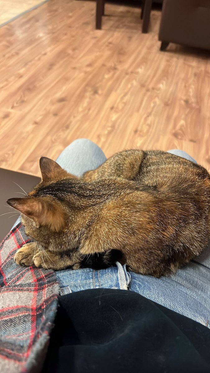 🏡 HAMİLE KEDİMİZ KESTANE’YE GEÇİCİ YUVA ARIYORUZ 🏡

Kestane 75. Yurt’ta yaşayan sırnaşık, gözde kedilerimizden biri. Şu an hamile ve tahminimizce en geç 2-3 haftaya doğum yapacak. Yavrularını sağlıklı ve güvenli bir ortamda doğurup büyütmesi için geçici yuva arıyoruz.

#bilkent