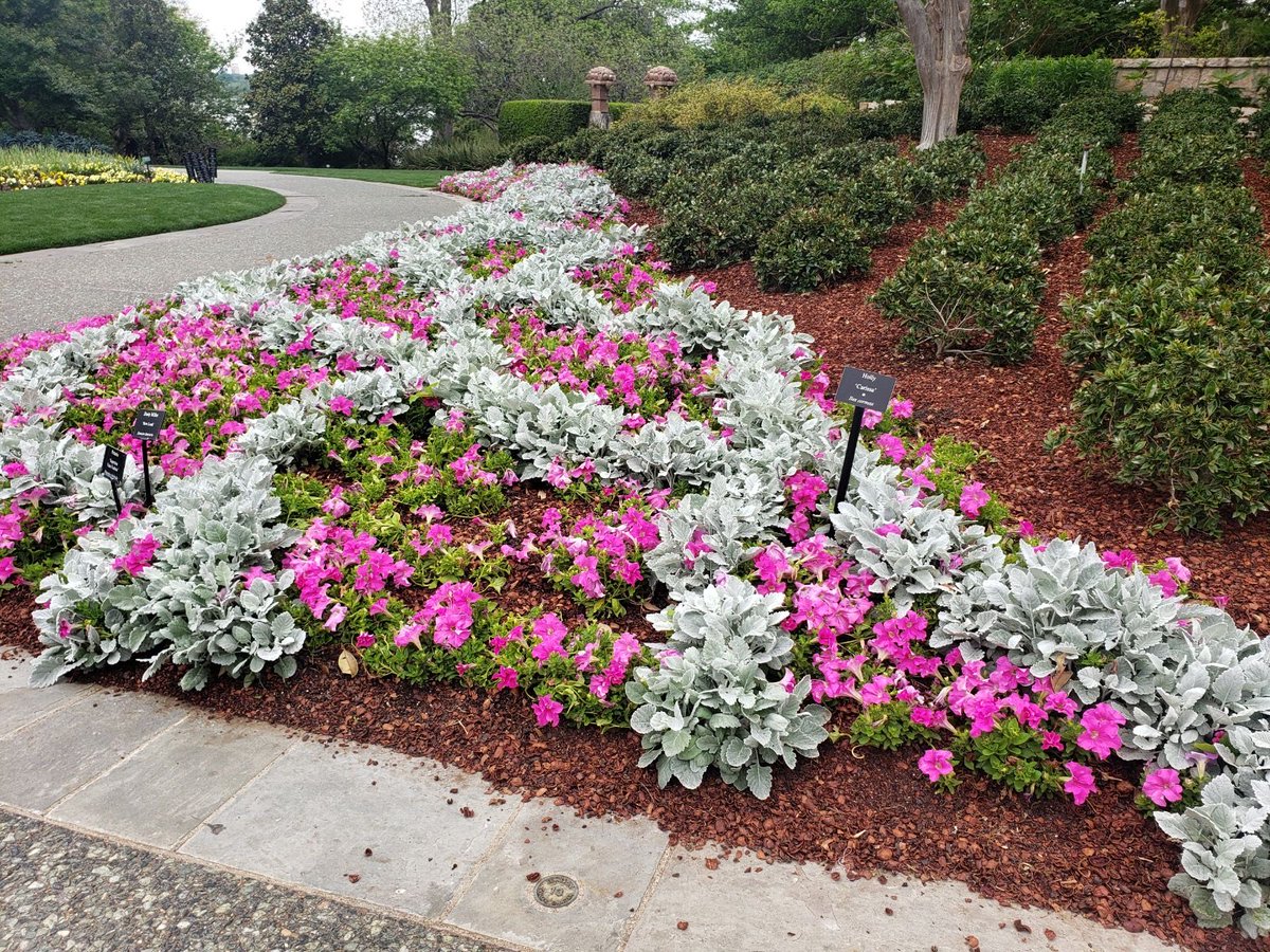 cbs11Robbie's tweet photo. Good #Saturday morning #NorthTexas! The @dallasarboretum is ALWAYS gorgeous! Join us for live looks at the garden, plus the history of the beloved #Texas #bluebonnet when you join us on #CBS11 at 10:00. @CBSNewsTexas & @DominicBrownTV promising some sun! https://t.co/2Ld5m5MYAq