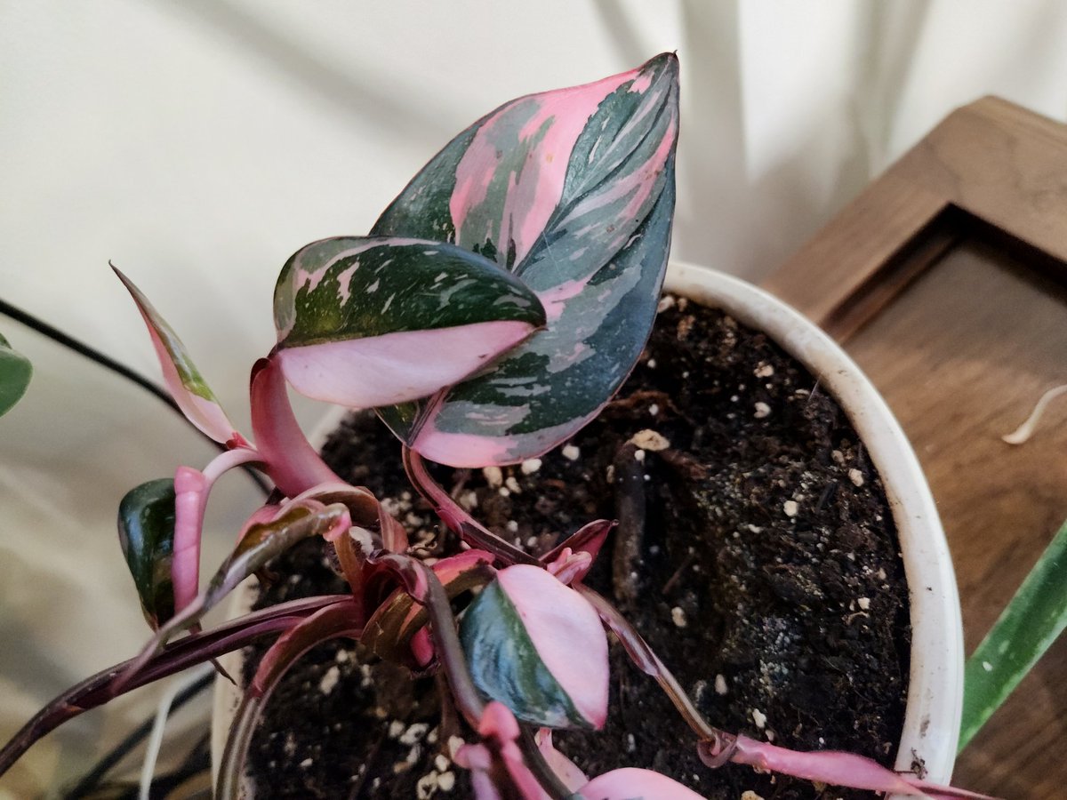 My pink princess is killing it #planttwitter #houseplants #rareplants #plants