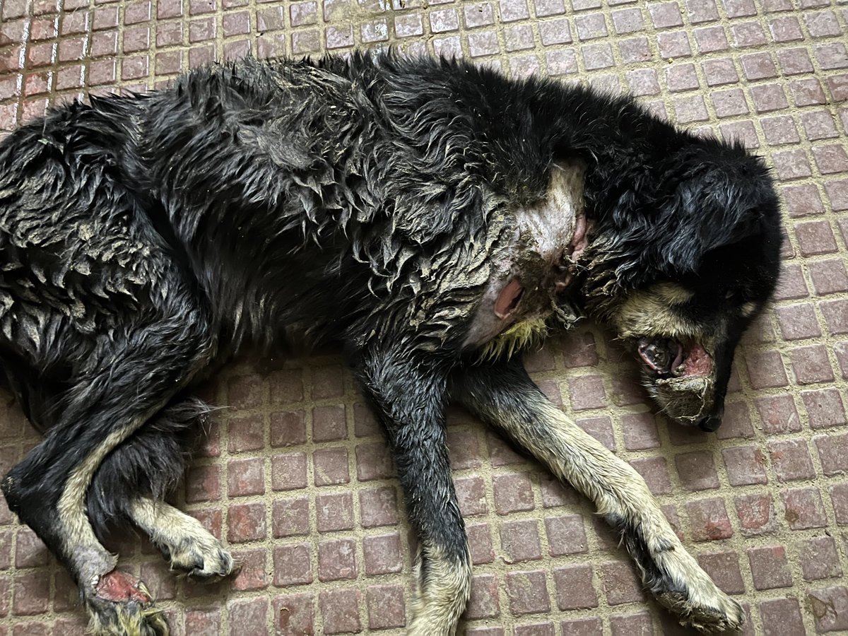 Maverickmusafir's tweet photo. This dog was abandoned in shelter. His wounds on face, neck, abdomen and legs are infested with maggots. We started treatment, might need a little help (I already bought vaccines for 60 dogs, fell short of funds).Please donate ₹100, interested ones can DM for details. Regards. https://t.co/M9pAxn7j66