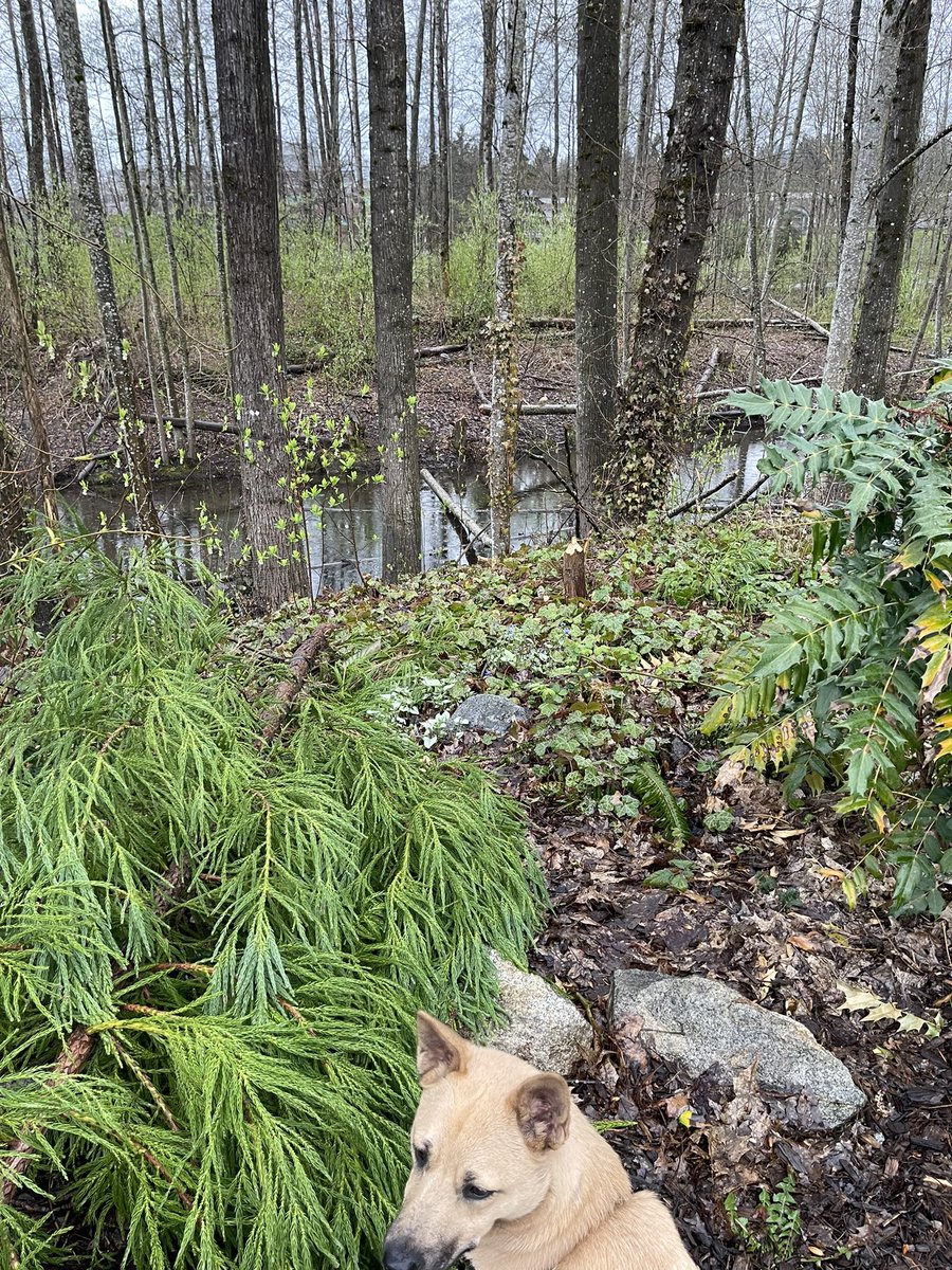 Hey <a href="/cityofcoquitlam/">City of Coquitlam</a> – it looks like something (beaver?) got to one of the trees around Lafarge Lake!