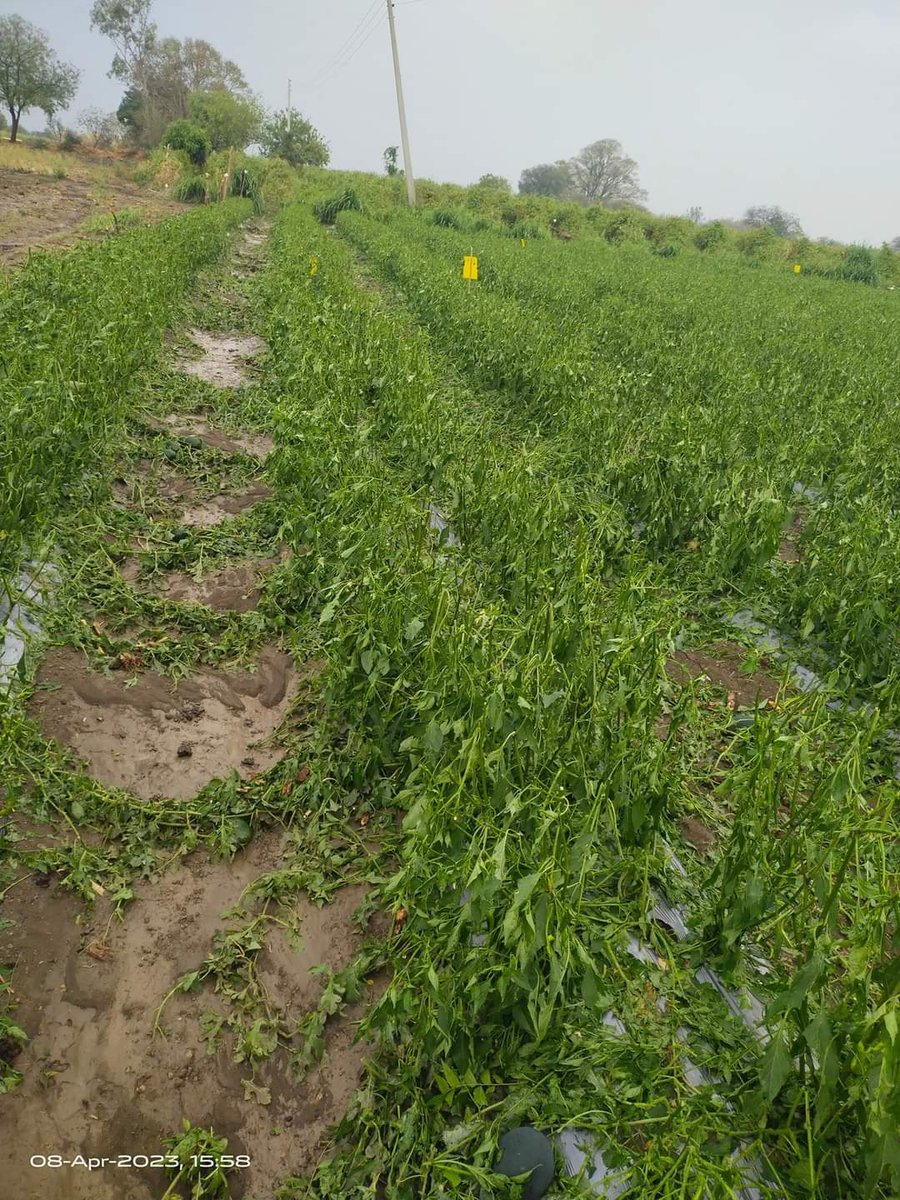 sumant_dhas's tweet photo. बीड जिल्ह्यातील केज तालुक्यात वादळी वारा,विजांच्या कडकडासह गारपीट झाली आहे यात शेतकऱ्यांच्या पिकांचे नुकसान झाले आहे व अनेक ठिकाणी जनावरे दगावली आहेत @CMOMaharashtra यांनी प्रशासनाला पंचनामे करण्याचे आदेश द्यावेत व नुकसान ग्रस्त शेतकऱ्यांना मदत करावी @sumant_dhas @mnsadhikrut https://t.co/otdzHKNfUG